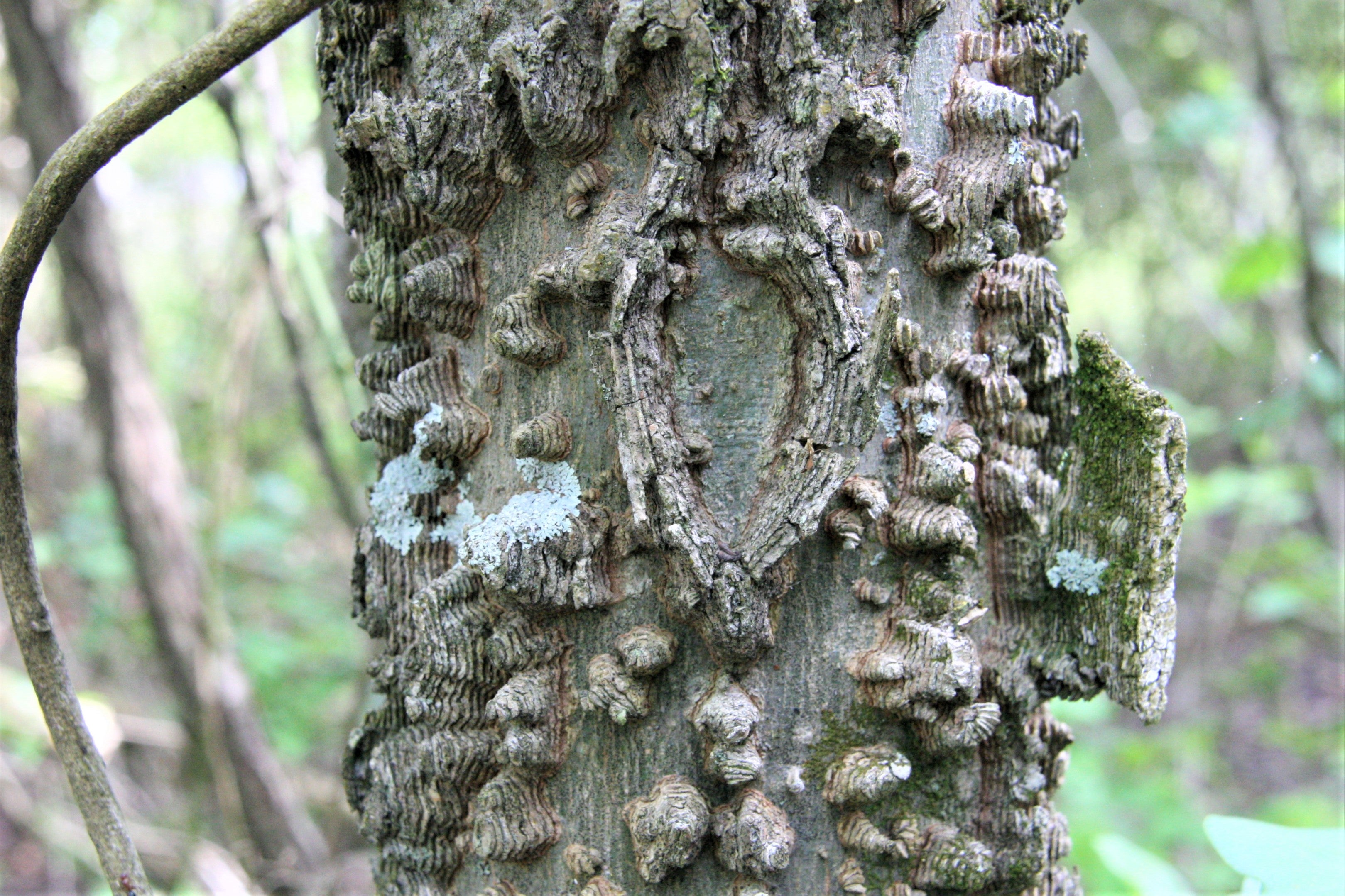 Sugarberry tree bark showing countless warty projections covering its surface.